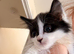 Kittens ready now