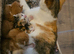 Beautiful mixed Kittens