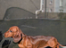 Miniature dachshund puppies