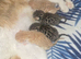 BENGAL X SELKIRK REX BOYS