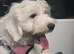 very handsome malshi pup