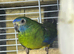 1 hen splendid parakeet