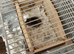 Baby hamster and cage