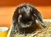 1 mini lop girl