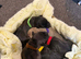 8 beautiful staff/lab cross puppies