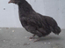 7 bantam chickens