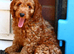 Cockapoo fully vaccinated