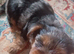 Merle boy and a merle girl and a black and tan biewer yorkie