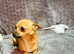 Chihuahua female for sale