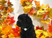 RARE Silver Miniature Poodle Puppies | DNA CLEAR