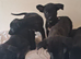 Puppies for sale
