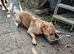 German shep mix for sale