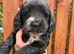 Beautiful F1 Cockapoo Puppies