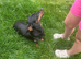 Sziszi looking for ever home