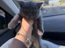 READY NOW British Shorthair Female BEAUTIFUL