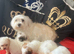 Malshi mini toy puppies