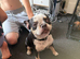 French bulldog