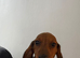 Dachshund mini smooth