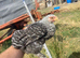 Pekin growers