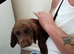 Working cocker spaniel puppies