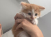 Kitten