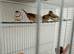 Fawn owl finch cock