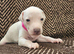KC Registered Cream Italian Greyhound Puppies
