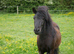 Registered Standard Shetland Gelding