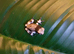 Amazon milk frog babies
