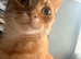 Ginger neutered male age 2