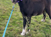 Fell x cob filly