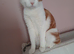 Male cat