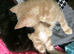 Nice two male kittens!
