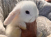Mini lop pure bred