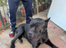 Pair of beautiful italian cane corso mastiff