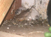 Zebra finches