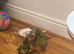 Tamed Baby Conures