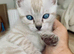 Tica Active Seal Silver Snow Lynx Bengal