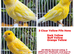 Various show canaries for sale of different breeds