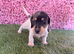 Miniature Daschund