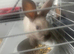 Grey and white bunny