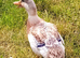 Female Duck-Bred From Crested Bantam