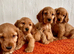 Golden cocker spaniels