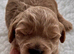 Gorgeous Toy Cockapoo