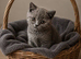 Rehome British Shorthair cats