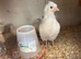 Chicks
