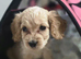 Sad sale of new puppy