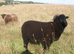 Colin, 4 months old ram lamb