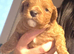 6 beautiful cavapoo puppies