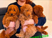 KC gorgeous red mini poodle 5 gen pedigree